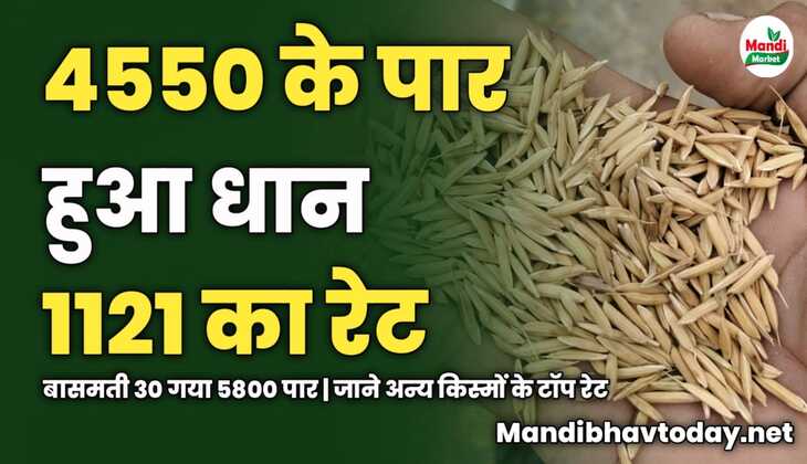 4550 के पार हुआ धान 1121 का रेट | बासमती 30 गया 5800 पार | जाने अन्य किस्मों के टॉप रेट