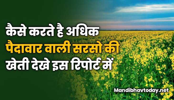 कैसे करते है अधिक पैदावार वाली सरसो की खेती | देखे इस रिपोर्ट में 
