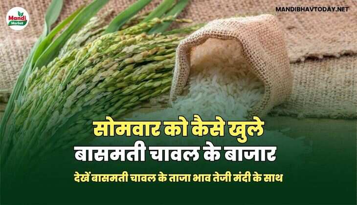 देखें बासमती चावल के ताजा भाव तेजी मंदी के साथ