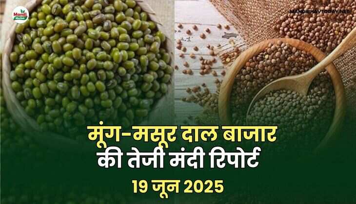 मूंग-मसूर तेजी मंदी रिपोर्ट -19 जून 2025
