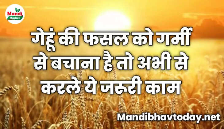 गेहूं की फसल को गर्मी से बचाना है तो अभी से करले ये जरूरी काम