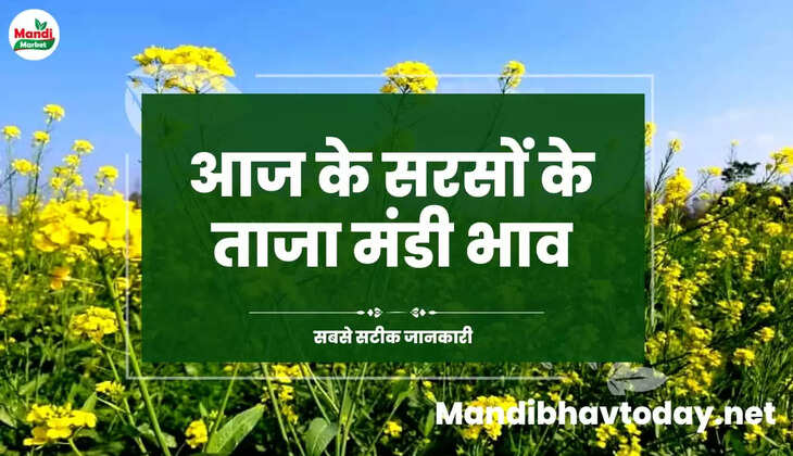 देखें आज के सरसों के लाइव रेट Sarso Live Rate Today 19 Nov 2022 