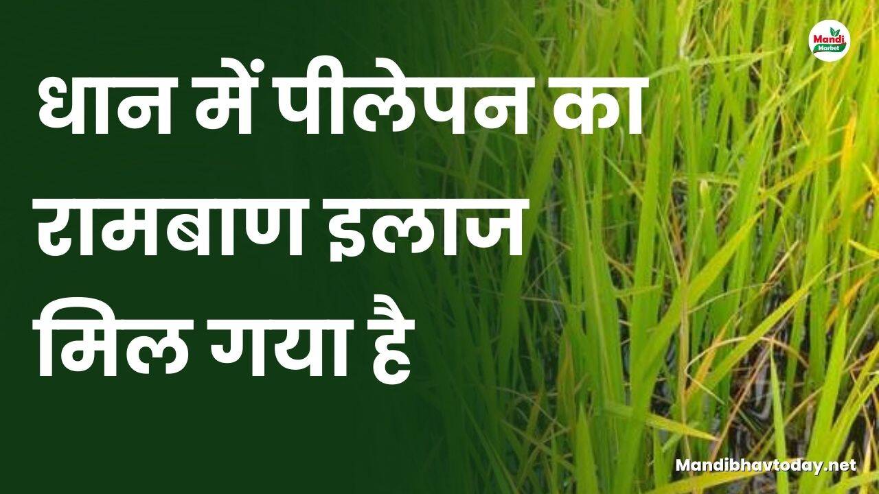 धान में पीलेपन का रामबाण इलाज मिल गया है | यहां जाने