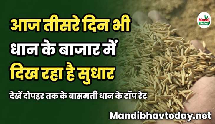 आज तीसरे दिन भी धान के बाजार में दिख रहा है सुधार | देखें दोपहर तक के बासमती धान के टॉप रेट | 07 मार्च 2024