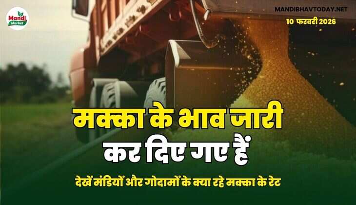 मक्का के भाव जारी कर दिए गए हैं | देखें मंडियों और गोदामों के क्या रहे मक्का के रेट 