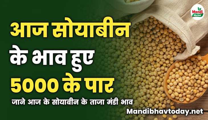 सोयाबीन के भाव हुए 5000 के पार | जाने आज के सोयाबीन के ताजा मंडी भाव 