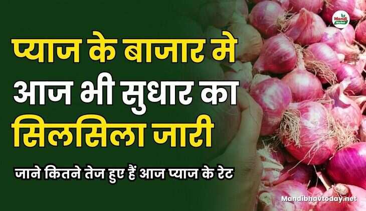 प्याज के बाजार मे आज भी सुधार का सिलसिला जारी। जाने कितने तेज हुए हैं आज प्याज के रेट
