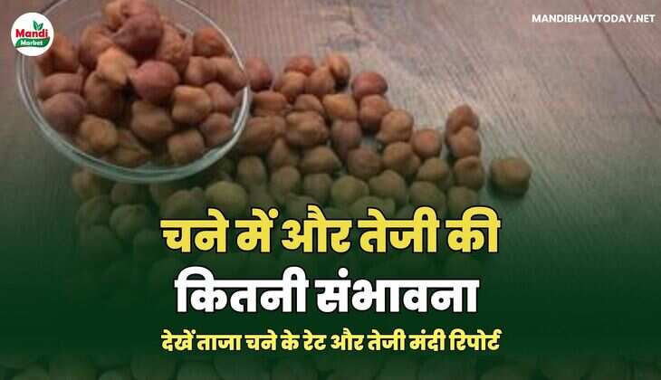 देखें ताजा चने के रेट और तेजी मंदी रिपोर्ट