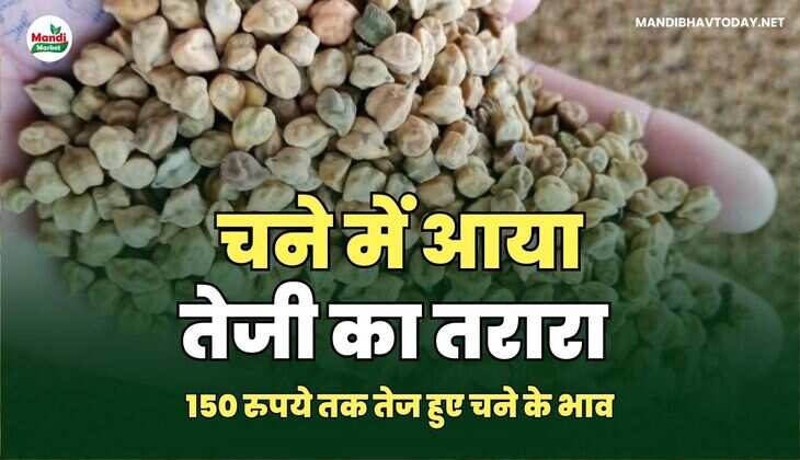 150 रुपये तक तेज हुए चने के भाव