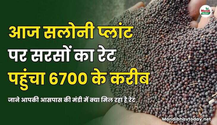 आज सलोनी प्लांट पर सरसों का रेट पहुंचा 6700 के करीब | जाने आपकी आसपास की मंडी में क्या मिल रहा है रेट