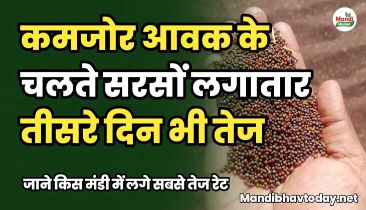कमजोर आवक के चलते सरसों लगातार तीसरे दिन भी तेज | जाने किस मंडी में लगे सबसे तेज रेट