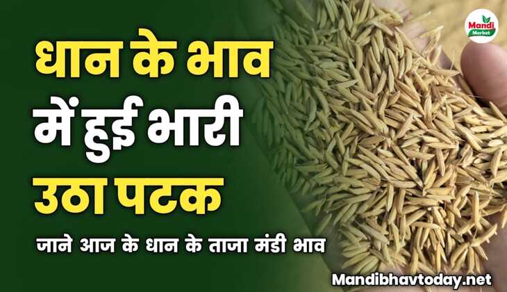 आज धान के भाव में हुई भारी उठा पटक | जाने आज के धान के ताजा मंडी भाव 