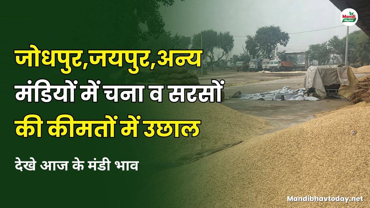  जोधपुर ,जयपुर, अन्य मंडियों में चना और सरसों की कीमतों में उछाल | देखे आज के मंडी भाव