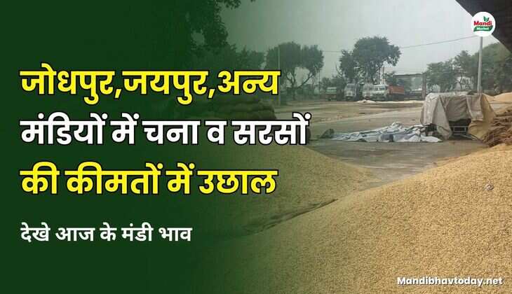  जोधपुर ,जयपुर, अन्य मंडियों में चना और सरसों की कीमतों में उछाल | देखे आज के मंडी भाव