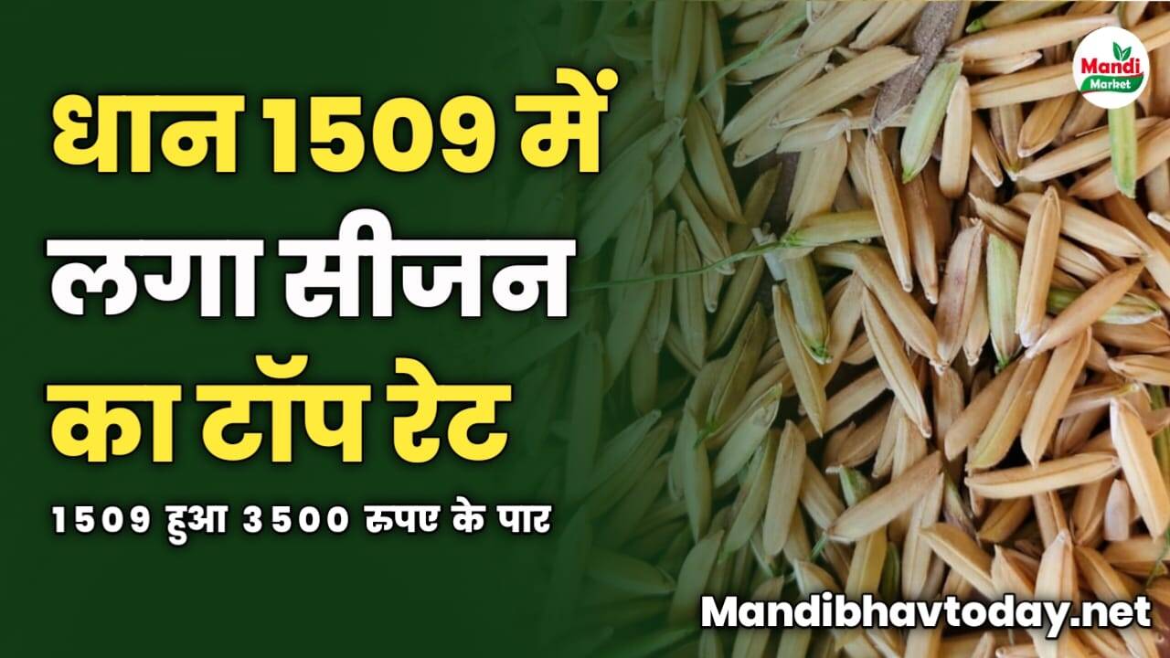 धान 1509 में लगा सीजन का टॉप रेट | 1509 हुआ 3500 रुपए के पार