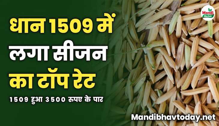 धान 1509 में लगा सीजन का टॉप रेट | 1509 हुआ 3500 रुपए के पार 