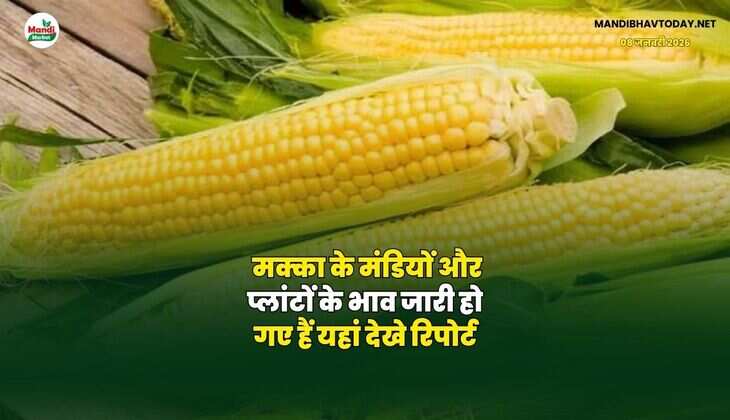 मक्का के मंडियों और प्लांटों के भाव जारी हो गए हैं | यहां देखे रिपोर्ट