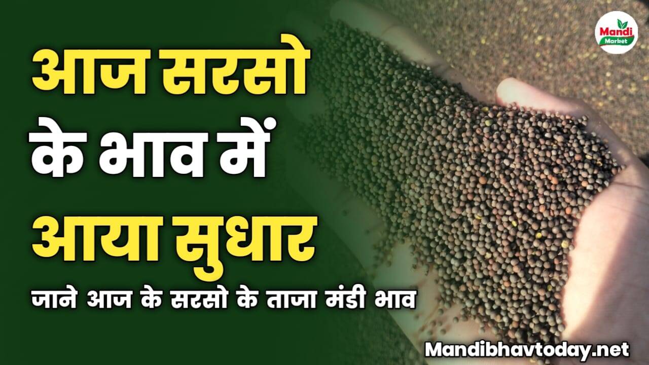आज सरसो के भाव में आया सुधार | जाने आज के सरसो के ताजा मंडी भाव