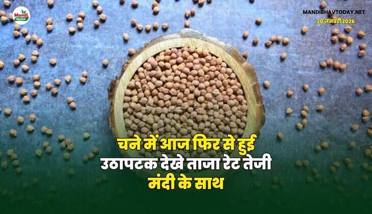 चने में आज फिर से हुई उठापटक | देखे ताजा रेट तेजी मंदी के साथ