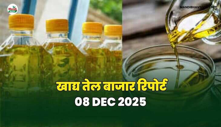खाद्य तेल बाजार रिपोर्ट 08 Dec 2025