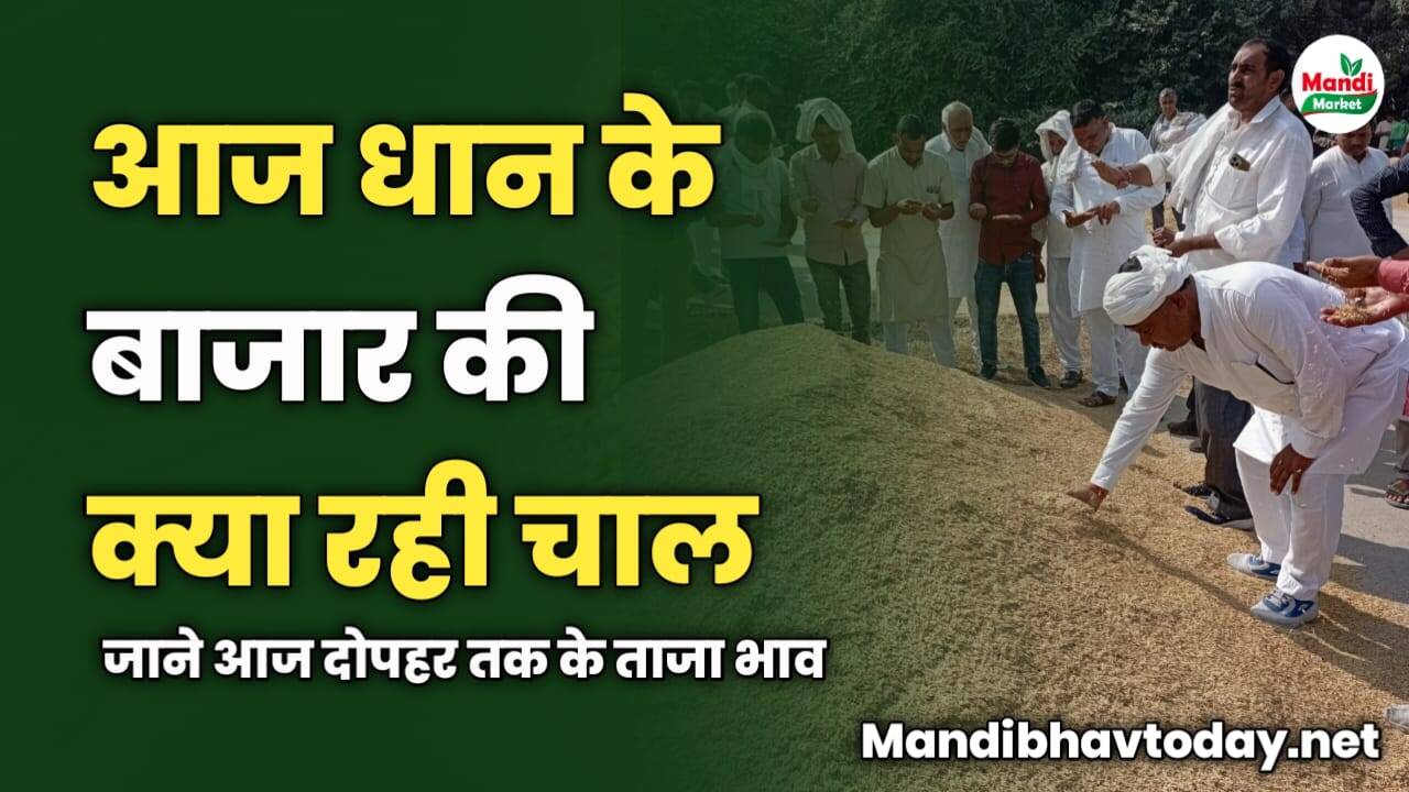 आज धान के बाजार की क्या रही चाल | जाने आज दोपहर तक के ताजा भाव 