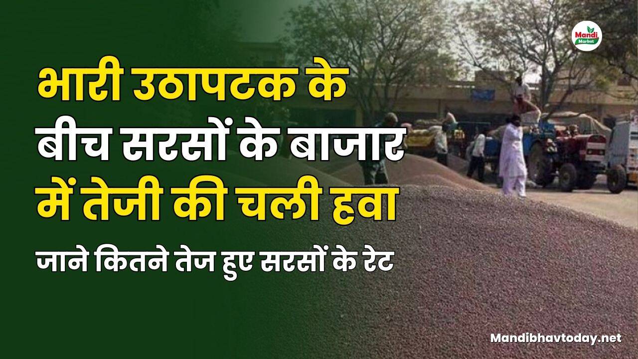 जाने कितने तेज हुए सरसों के रेट