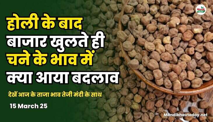  देखें आज के चना के ताजा भाव तेजी मंदी के साथ