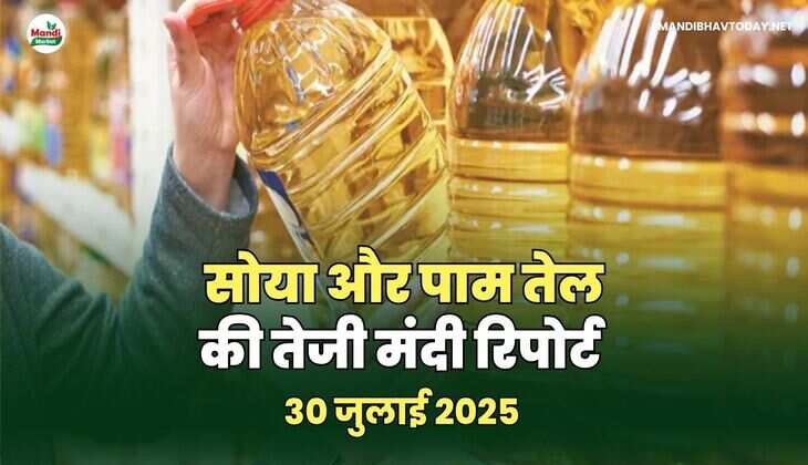 सोया और पाम तेल की तेजी मंदी रिपोर्ट |  30 जुलाई 2025 
