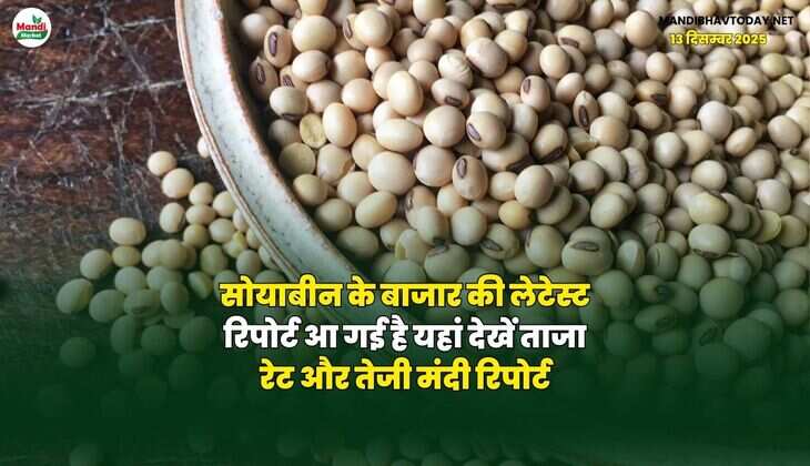 सोयाबीन के बाजार की लेटेस्ट रिपोर्ट आ गई है | यहां देखें ताजा रेट और तेजी मंदी रिपोर्ट
