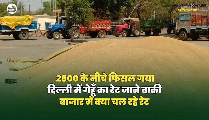 2800 के नीचे फिसल गया दिल्ली में गेहूँ का रेट | जाने बाकी बाजार में क्या चल रहे रेट