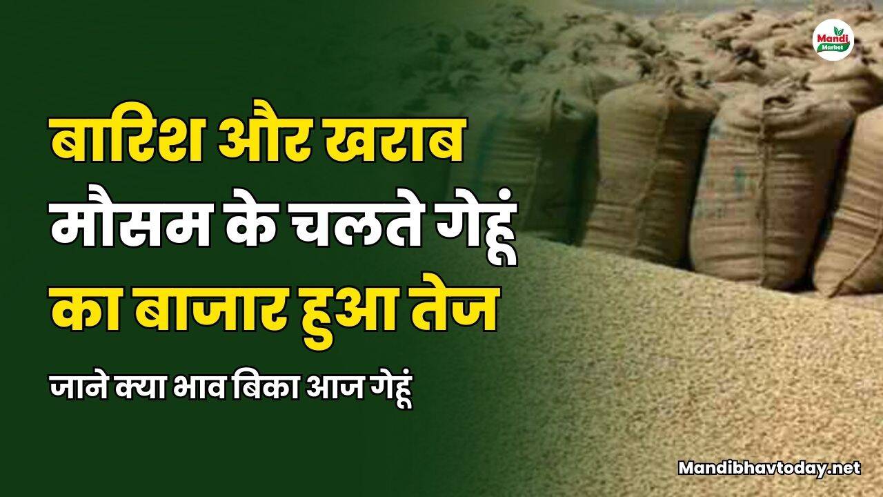 बारिश और खराब मौसम के चलते गेहूं का बाजार हुआ तेज | जाने क्या भाव बिका आज गेहूं