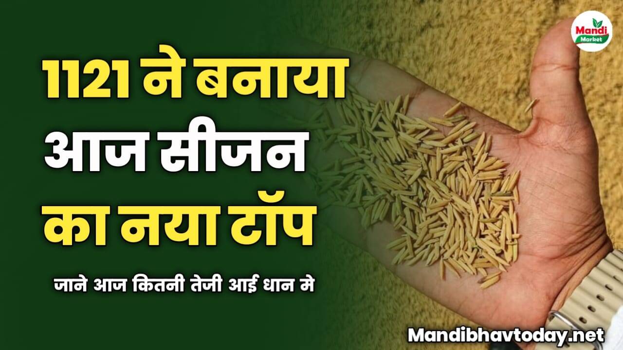 1121 ने बनाया आज सीजन का नया टॉप | जाने आज कितनी तेजी आई धान मे