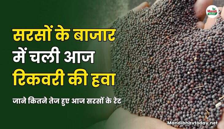 सरसों के बाजार में चली रिकवरी की हवा | जाने कितने तेज हुए आज सरसों के रेट