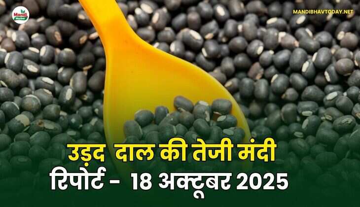 उड़द दाल की तेजी मंदी रिपोर्ट - 18 अक्टूबर 2025