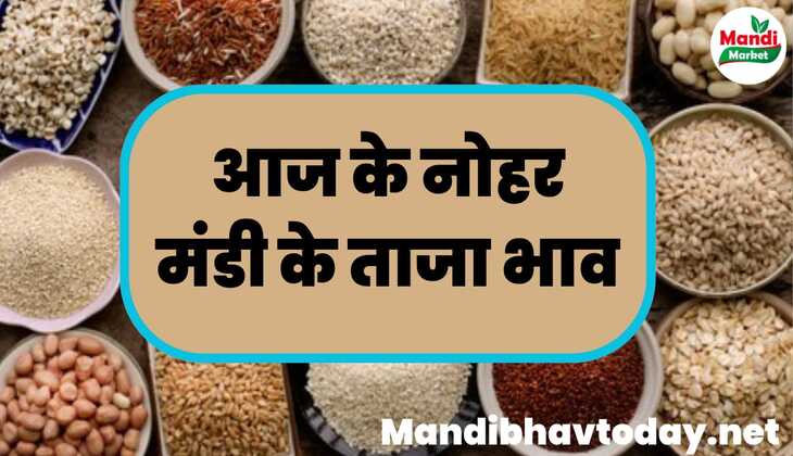 देखे आज के नोहर मंडी के ताजा मंडी भाव | Nohar mandi ke bhav 03 february 2024