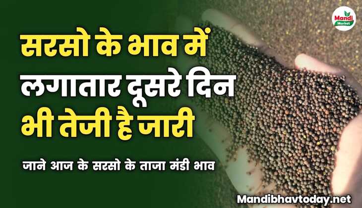 सरसो में लगातार दूसरे दिन भी तेजी है जारी | जाने आज के सरसो के ताजा मंडी भाव 