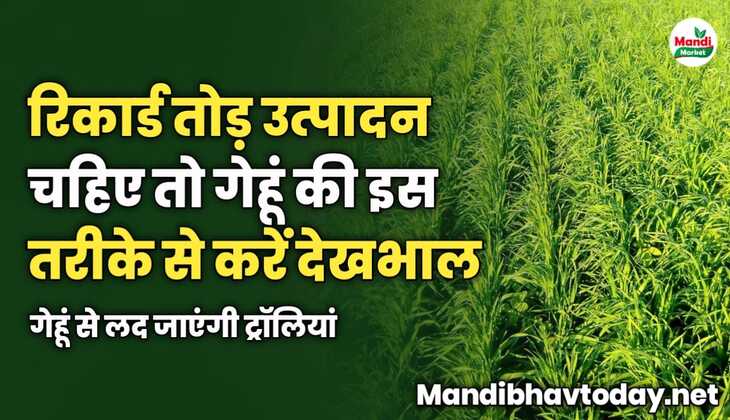 रिकार्ड तोड़ उत्पादन चहिए तो गेहूं की इस तरीके से करें देखभाल | गेहूं से लद जाएंगी ट्रॉलियां