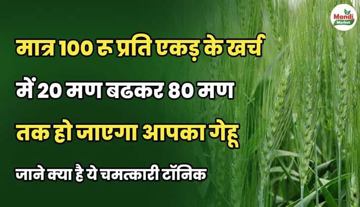 मात्र 100 रुपये प्रति एकड़ के खर्च में 20 मण बढ़कर 80 मण तक हो जाएगा आपका गेहूं | जानें क्या है ये चमत्कारी टॉनिक