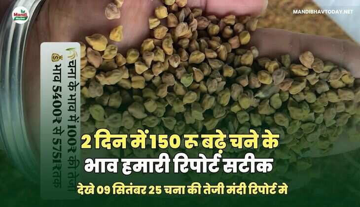 2 दिन में 150 रू बढ़े चने के भाव हमारी रिपोर्ट सटीक 