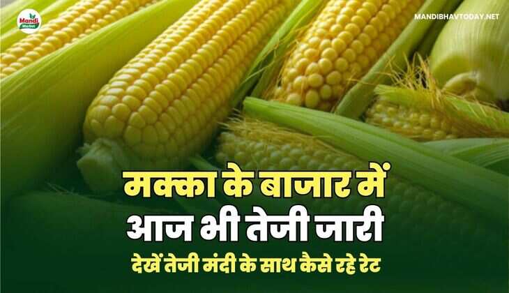 मक्का के बाजार में आज भी तेजी जारी | देखें ताजा रेट