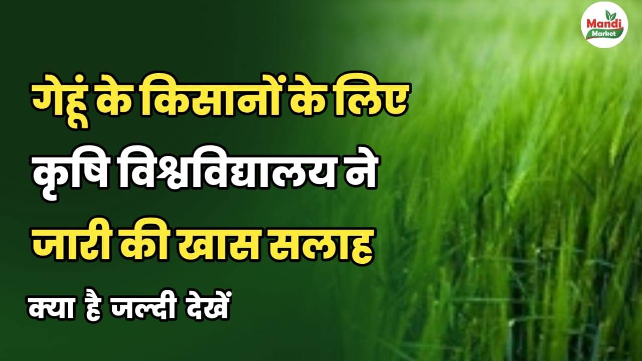 गेहूं के किसानों के लिए कृषि विश्वविद्यालय ने जारी की खास सलाह | जल्दी देखे