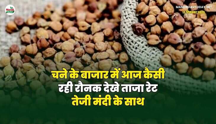 चने के बाजार में आज कैसी रही रौनक | देखे ताजा रेट तेजी मंदी के साथ