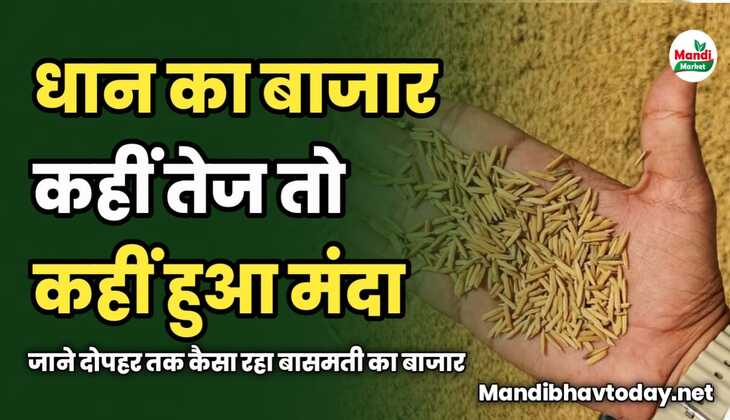 कहीं तेज तो कहीं हुआ मंदा | जाने दोपहर तक कैसा रहा बासमती का बाजार