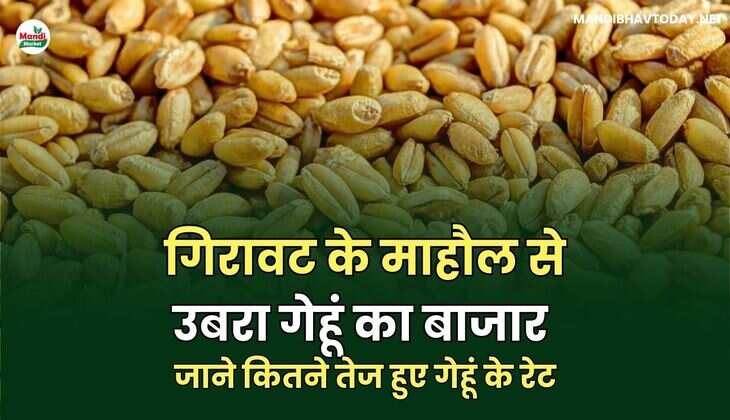 गिरावट के माहौल से उबरा गेहूं का बाजार | जाने कितने तेज हुए गेहूं के रेट