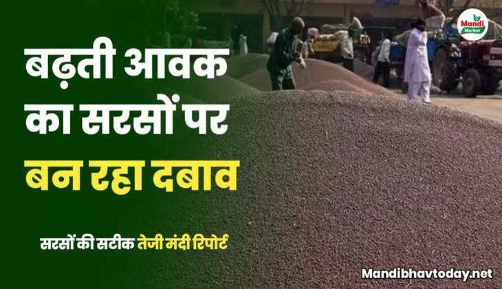 बढ़ती आवक का सरसों के रेट पर बन रहा दबाव | देखें आज की सरसों की तेजी मंदी रिपोर्ट