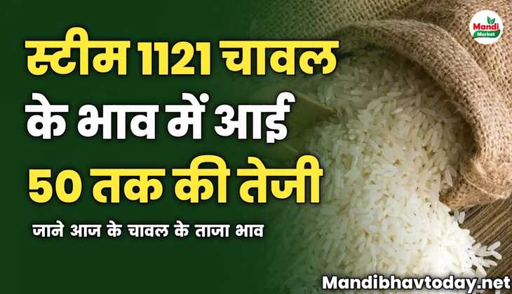 स्टीम 1121 चावल के भाव में आई 50 रुपए तक की तेजी | जाने आज के चावल के ताजा भाव 