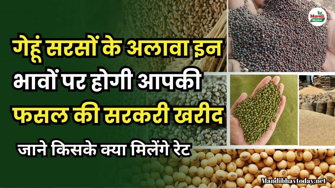 हरियाणा, राजस्थान, UP, MP, की मंडियों के गेहू, सरसों, नरमा, कपास, ग्वार, चना आदि | जिलों के आज के रेट 09 अप्रैल 25