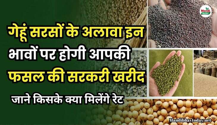हरियाणा, राजस्थान, UP, MP, की मंडियों के गेहू, सरसों, नरमा, कपास, ग्वार, चना आदि | जिलों के आज के रेट 16 अप्रैल 25