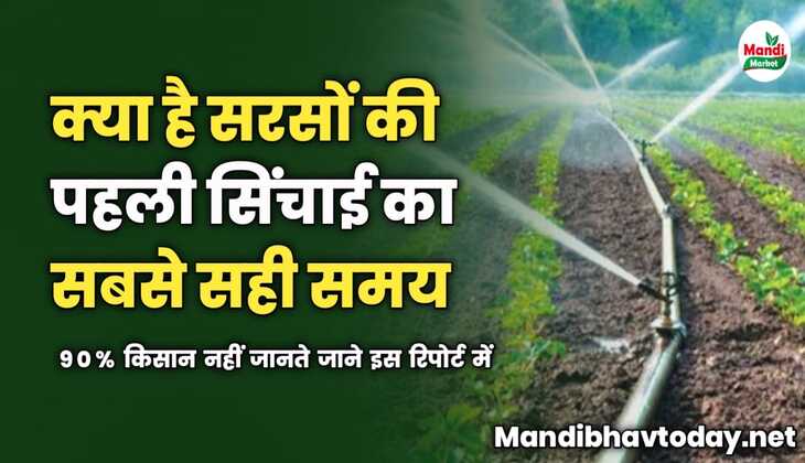 क्या है सरसों की पहली सिंचाई का सबसे सही समय | 90% किसान नहीं जानते