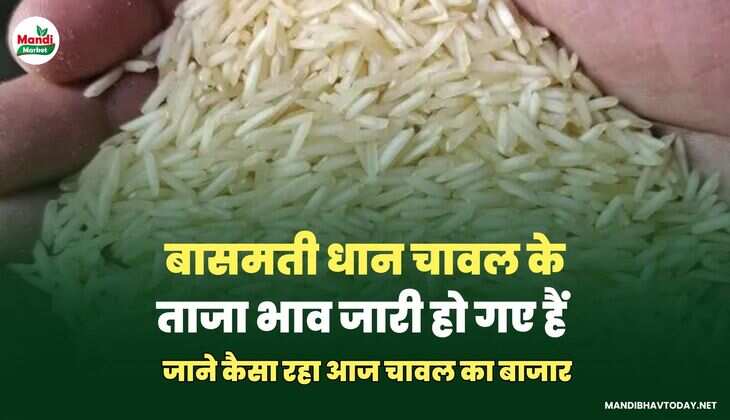 बासमती धान चावल के ताजा भाव जारी हो गए हैं | जाने कैसा रहा आज चावल का बाजार